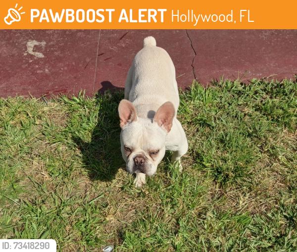 Found/Stray Male Dog last seen Near van Buren St Hollywood FL, Hollywood, FL 33020