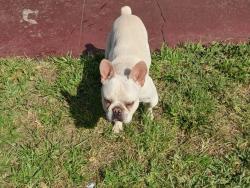 Found/Stray Male Dog last seen Near van Buren St Hollywood FL, Hollywood, FL 33020