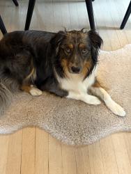 Lost Male Dog last seen Ice age trail delafield, Delafield, WI 53018