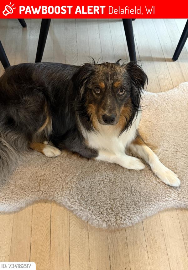 Lost Male Dog last seen Ice age trail delafield, Delafield, WI 53018