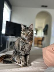 Reunited Female Cat last seen Bayless Way, Sacramento, CA 95835, USA, Sacramento, CA 95835