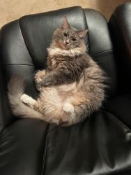 Reunited Female Cat last seen Hwy 81 x Tig Knight Rd, Loganville, GA 30052