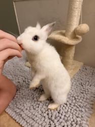 Found/Stray Male Rabbit last seen Via Violetta, Mission Bay, FL 33428