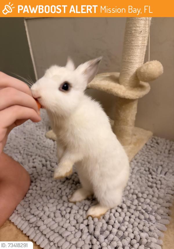 Found/Stray Male Rabbit last seen Via Violetta, Mission Bay, FL 33428