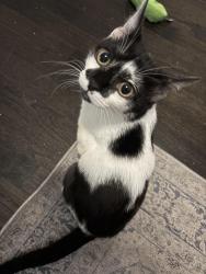 Reunited Female Cat last seen Near West Dakin St and North Seminary Ave, Chicago, IL 60618