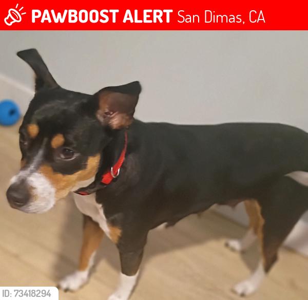 Lost Female Dog last seen By red roof inn, San Dimas, CA 91773