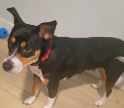 Lost Female Dog last seen By red roof inn, San Dimas, CA 91773