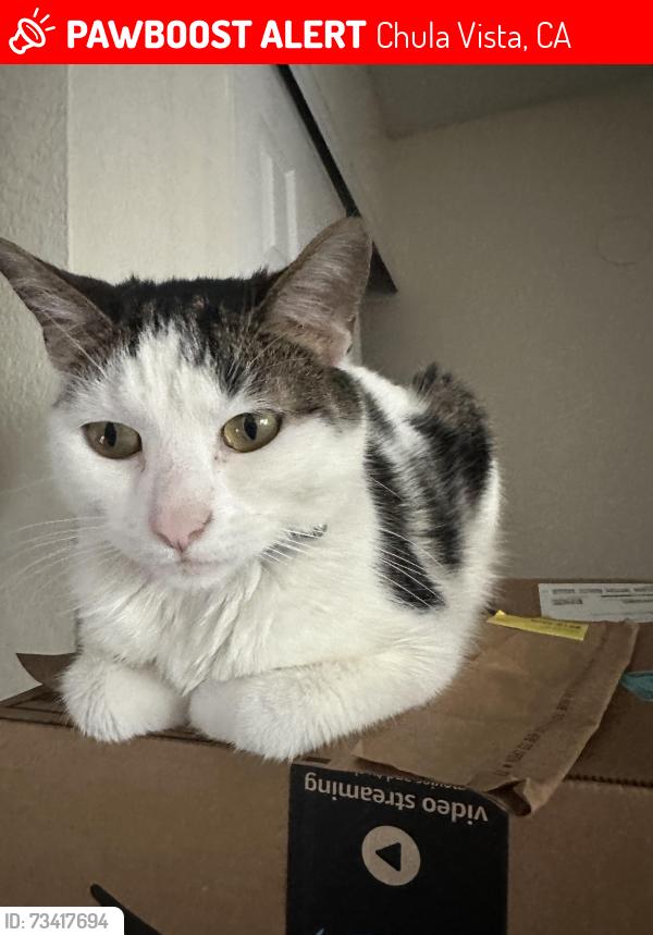Lost Male Cat last seen Bonita Rd and Andorra Way, Chula Vista, CA 91910