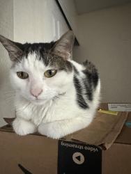 Lost Male Cat last seen Bonita Rd and Andorra Way, Chula Vista, CA 91910