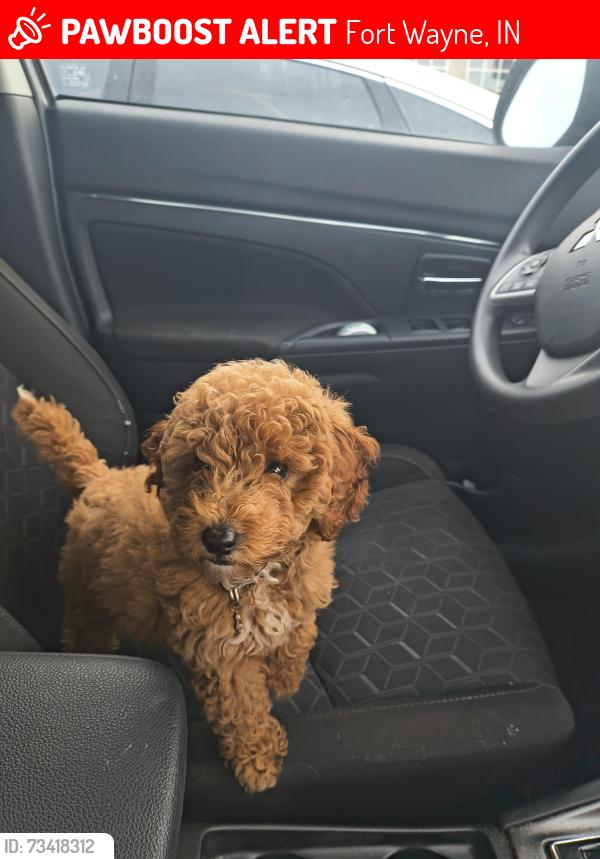 Lost Male Dog last seen Kentucky ave, Fort Wayne, IN 46805