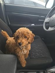 Lost Male Dog last seen Kentucky ave, Fort Wayne, IN 46805