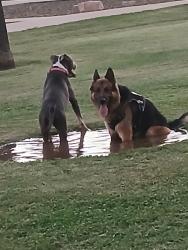 Reunited Male Dog last seen Near mesa Fire hse number 201 and cimmaron apmts near ASU art center, Mesa, AZ 85201
