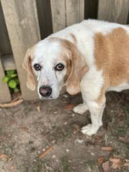 Reunited Female Dog last seen Canter, Alabaster, AL 35007