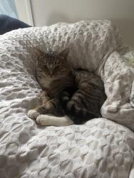 Lost Male Cat last seen Station st , Mkinnon, McKinnon, VIC 3204