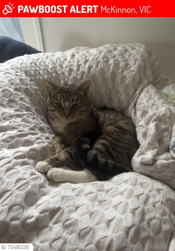 Lost Male Cat last seen Station st , Mkinnon, McKinnon, VIC 3204