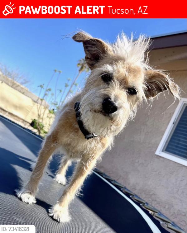 Lost Male Dog last seen Rollercoaster and La Canada, Tucson, AZ 85704