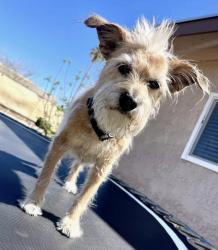 Lost Male Dog last seen Rollercoaster and La Canada, Tucson, AZ 85704