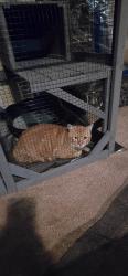Found/Stray Unknown Cat last seen 31st and Beverly/ Santa Fe Park, Independence, MO 64055