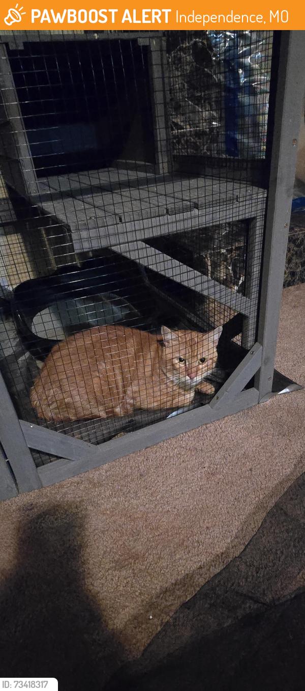 Found/Stray Unknown Cat last seen 31st and Beverly/ Santa Fe Park, Independence, MO 64055