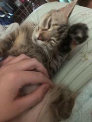 Lost Female Cat last seen Rainbow rd, Kannapolis, NC 28081