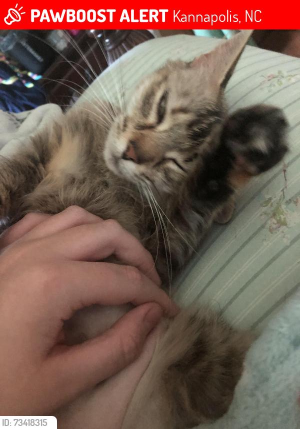 Lost Female Cat last seen Rainbow rd, Kannapolis, NC 28081