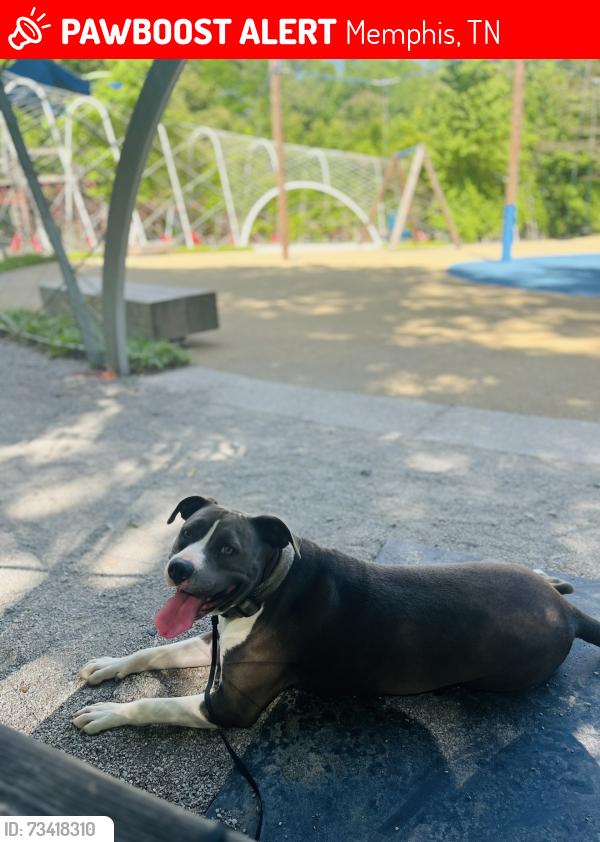 Lost Female Dog last seen Near avon rd, Memphis, TN 38122