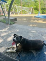 Lost Female Dog last seen Near avon rd, Memphis, TN 38122