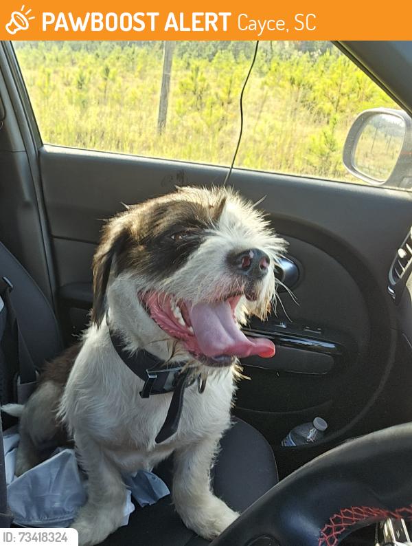 Found/Stray Male Dog last seen Near fort congaree trail, cayce, sc 29033, Cayce, SC 29033