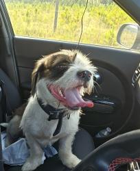 Found/Stray Male Dog last seen Near fort congaree trail, cayce, sc 29033, Cayce, SC 29033