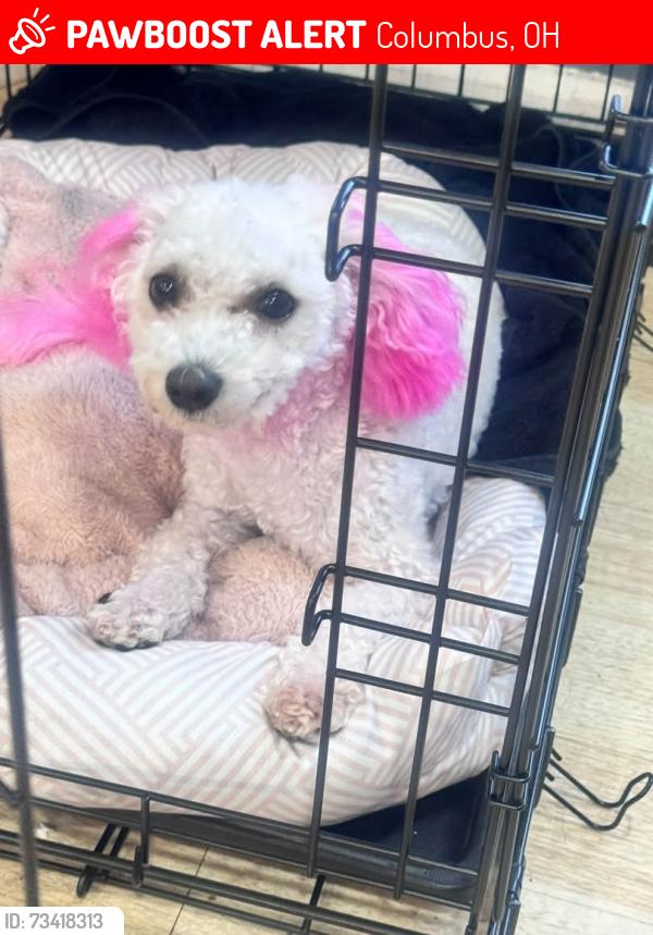 Lost Female Dog last seen Stewart ave and Siebert st, Columbus, OH 43207
