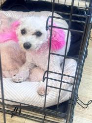 Lost Female Dog last seen Stewart ave and Siebert st, Columbus, OH 43207