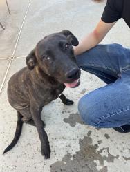Found/Stray Female Dog last seen Between Highland and Pyrite, Rancho Cucamonga, CA 91737