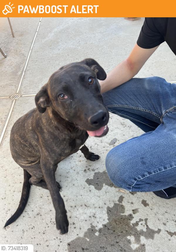 Found/Stray Female Dog last seen Between Highland and Pyrite, Rancho Cucamonga, CA 91737