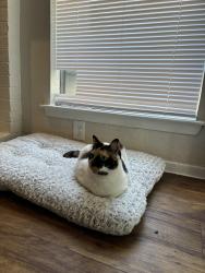 Lost Female Cat last seen Metric and Walnut Creek crossing 78758, Austin, TX 78758