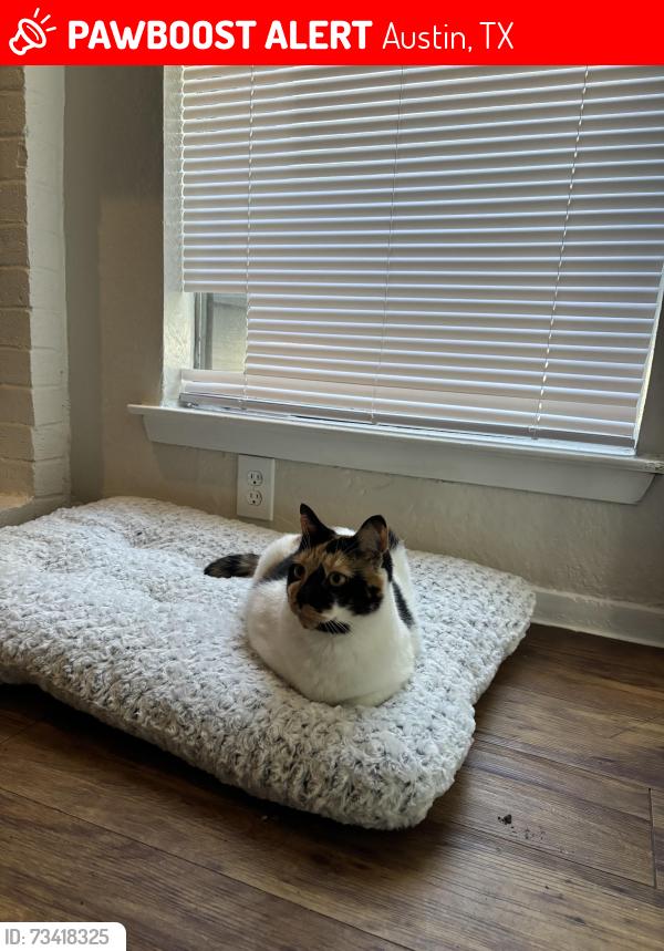 Lost Female Cat last seen Metric and Walnut Creek crossing 78758, Austin, TX 78758