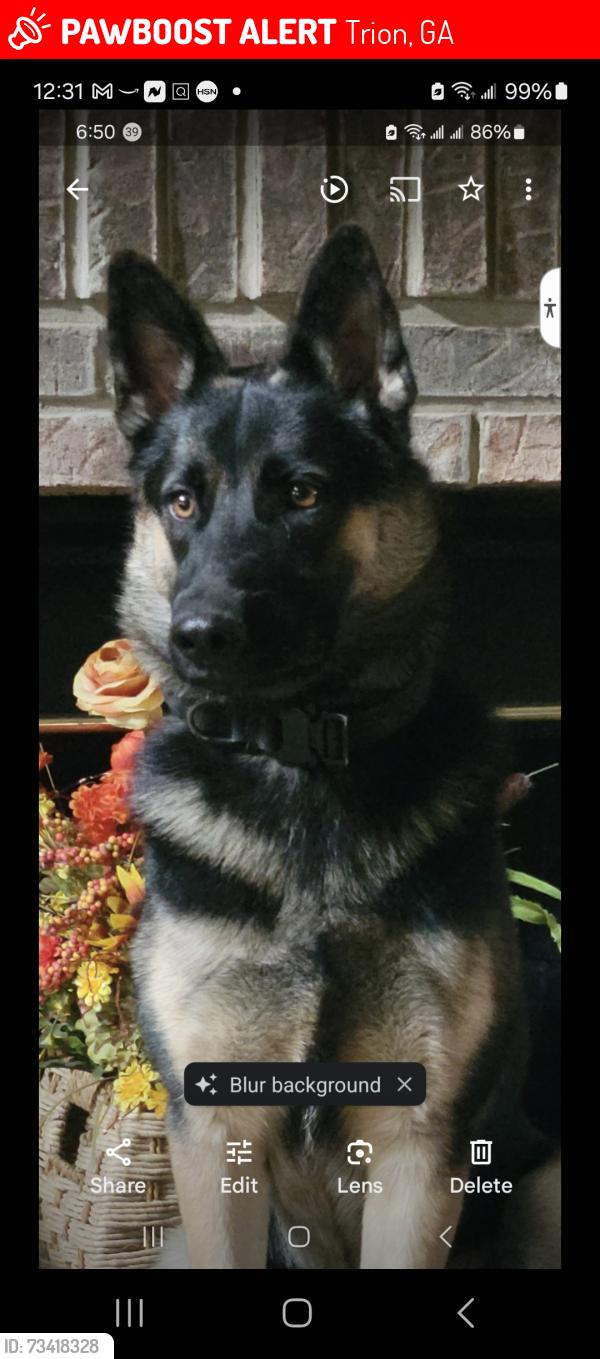 Lost Female Dog last seen Patriot Way & Monroe Green, Trion, GA 30753