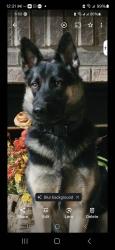 Lost Female Dog last seen Patriot Way & Monroe Green, Trion, GA 30753