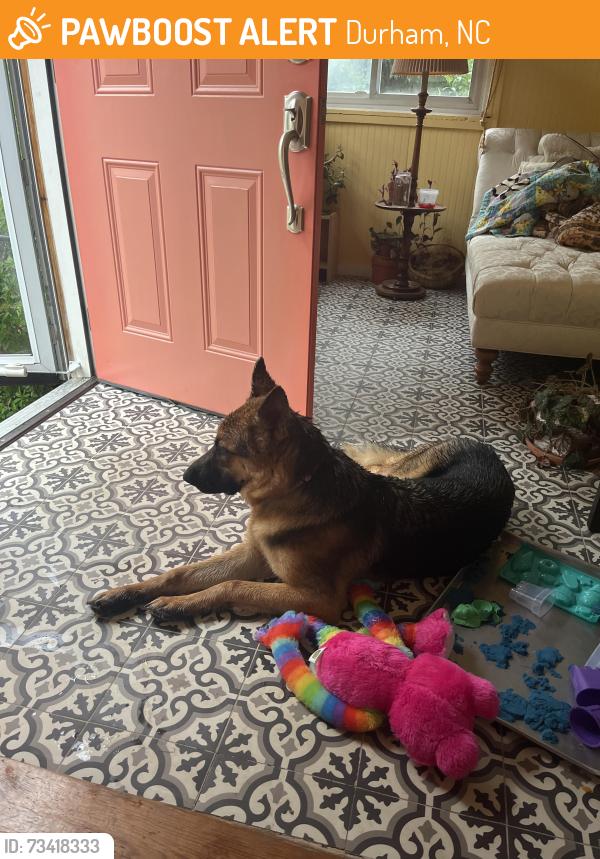 Found/Stray Unknown Dog last seen Vineyard St, Durham NC 27707, Durham, NC 27707