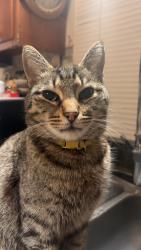 Lost Male Cat last seen Bellingrath road, Theodore, AL 36582
