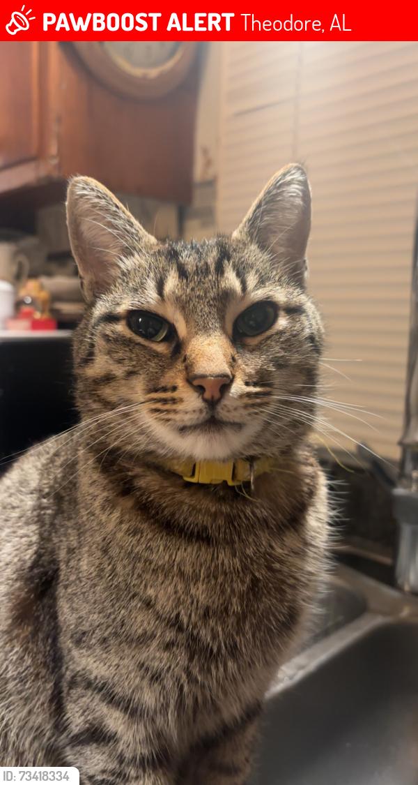 Lost Male Cat last seen Bellingrath road, Theodore, AL 36582