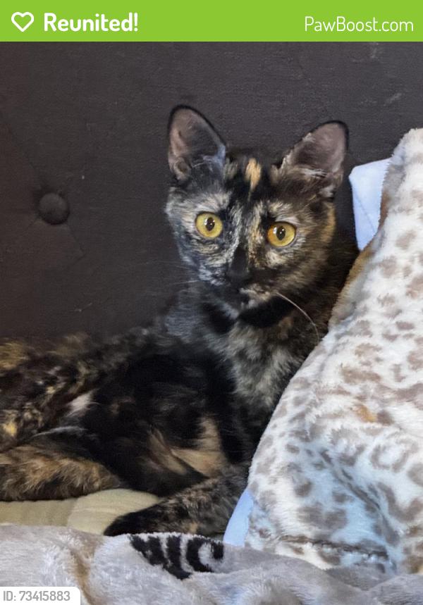 Reunited Female Cat last seen Near E Commonwealth Ave, Fullerton, CA 92831, USA, Fullerton, CA 92831