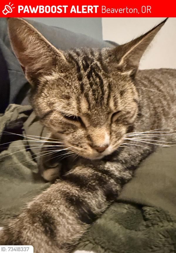 Lost Male Cat last seen Davies rd Beaverton, Beaverton, OR 97008