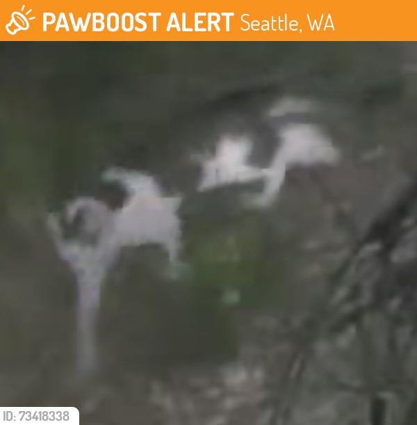 Found/Stray Unknown Cat last seen N 67th & Fremont, Seattle, WA 98103