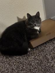Lost Female Cat last seen Terra vista st, shadow mountain way, shadow palm way in hemet California, Hemet, CA 92544