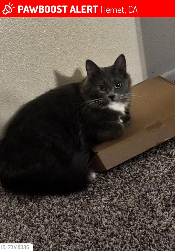 Lost Female Cat last seen Terra vista st, shadow mountain way, shadow palm way in hemet California, Hemet, CA 92544