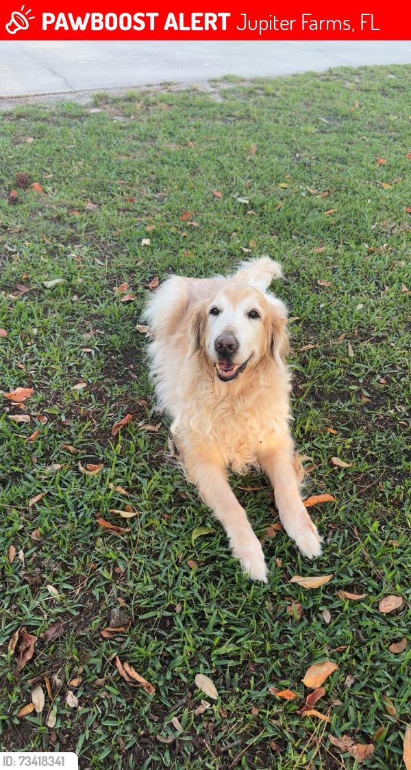 Lost Male Dog last seen 151st Lane N. (West of 133rd), Jupiter Farms, FL 33478