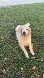 Lost Male Dog last seen 151st Lane N. (West of 133rd), Jupiter Farms, FL 33478