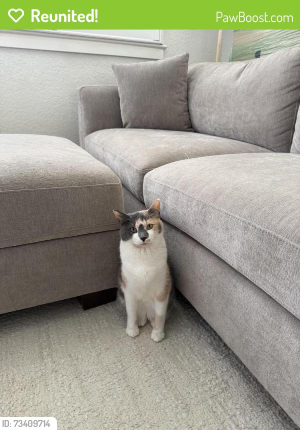 Reunited Female Cat last seen Kaleywood ct, Orlando, FL 32806