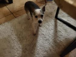 Found/Stray Unknown Dog last seen Warmsprings and Paradise, Paradise, NV 89123
