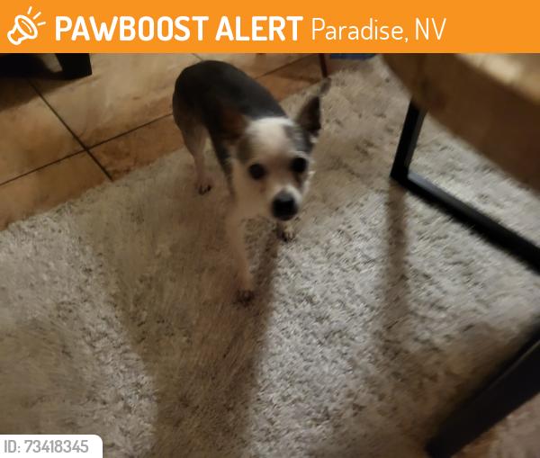 Found/Stray Unknown Dog last seen Warmsprings and Paradise, Paradise, NV 89123